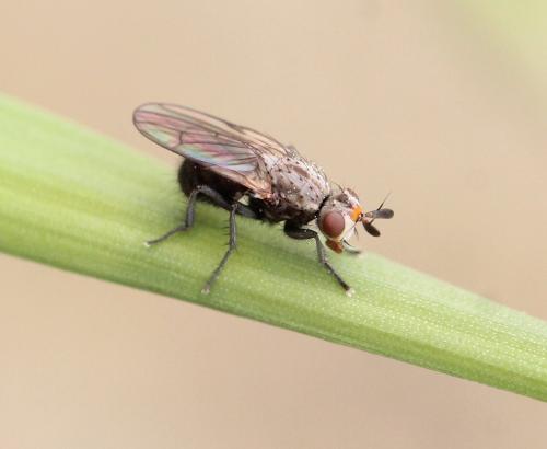 Réf. 248 384 : Myopina myopina